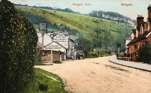 Reigate hill yew - (surrey),